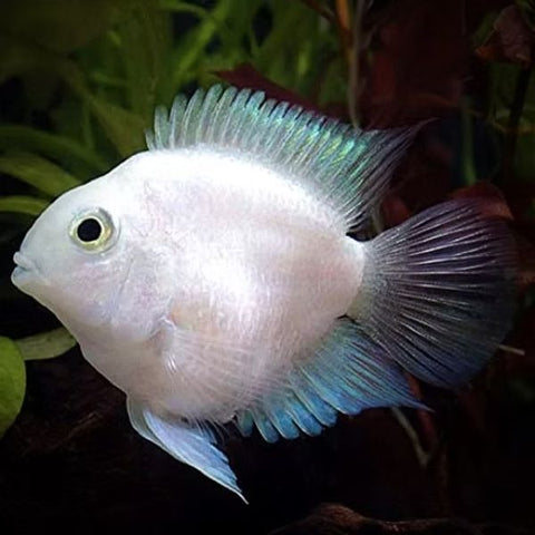 Polar Parrot (White)