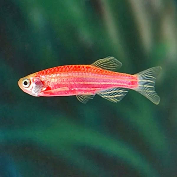 Zebra Danio (red)