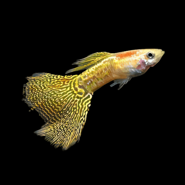 Guppy (Yellow King Cobra)