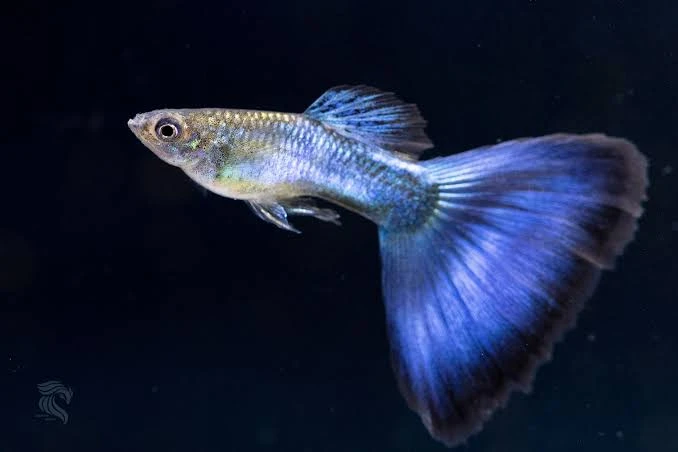 Guppy (Japan Blue)