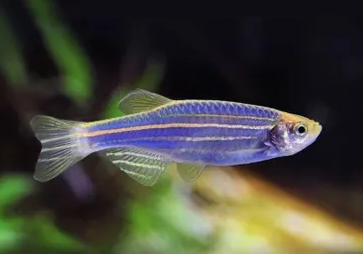 Zebra Danio Viel Tail (Blue)