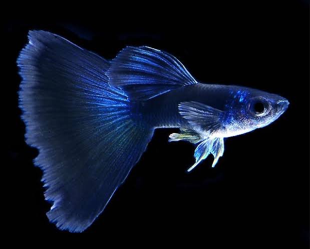 Guppy (Electric Blue)