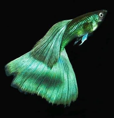 Guppy (Emerald Green)