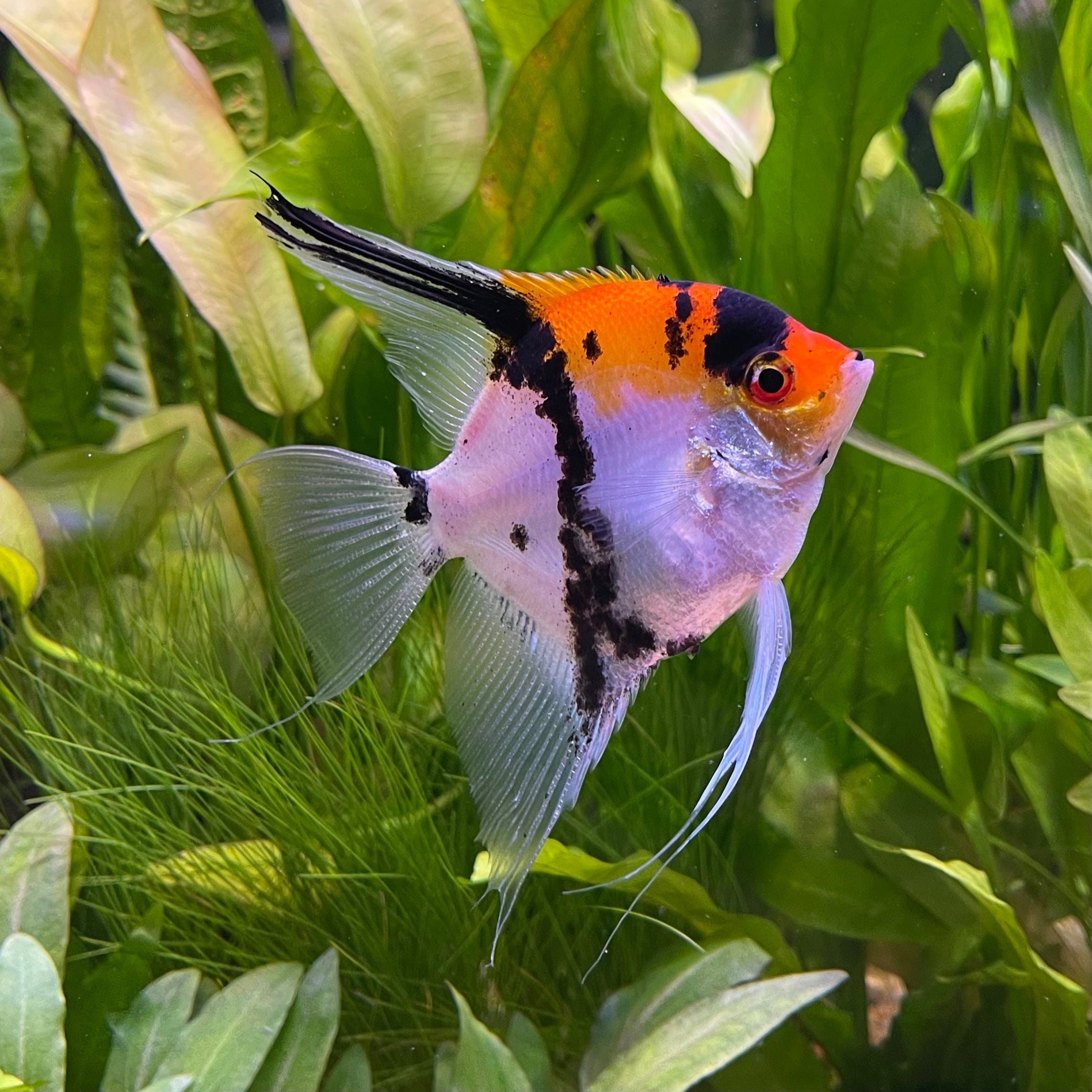 Angel (Koi)