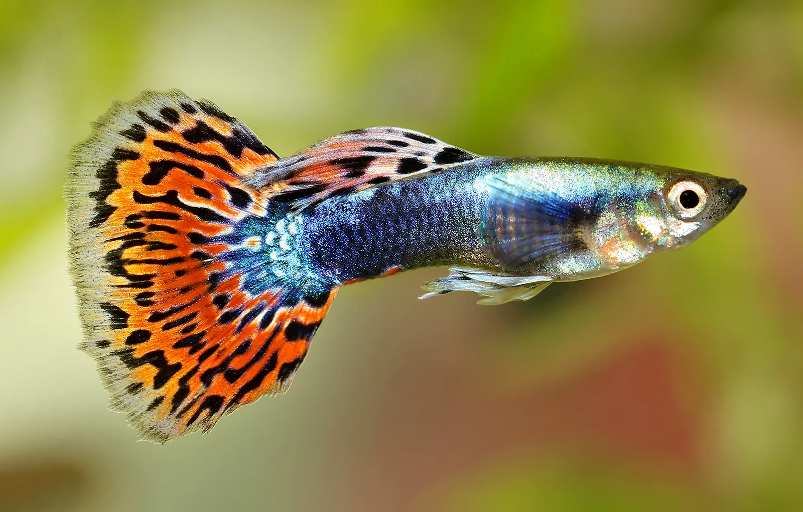 Common Guppy