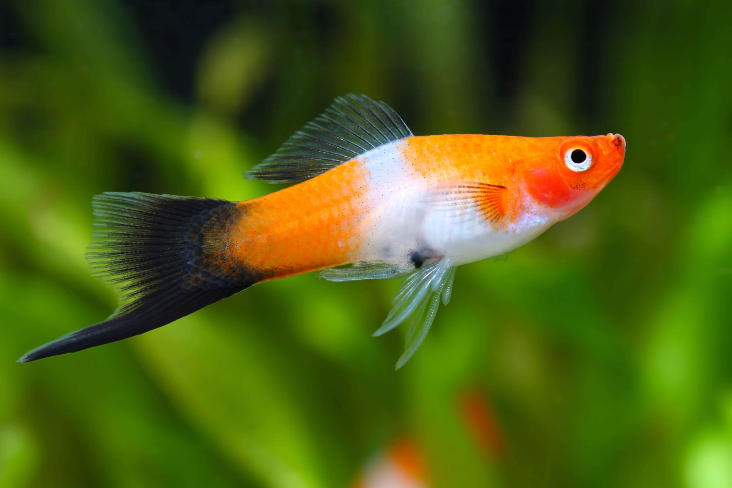 Sword Tail (Kohaku)