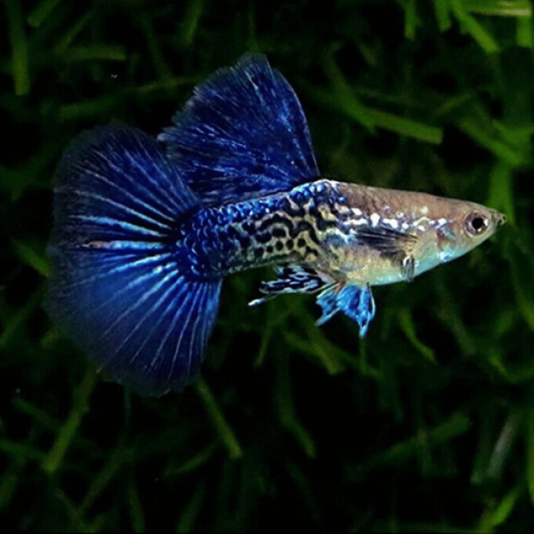 Guppy (Purple Berry)