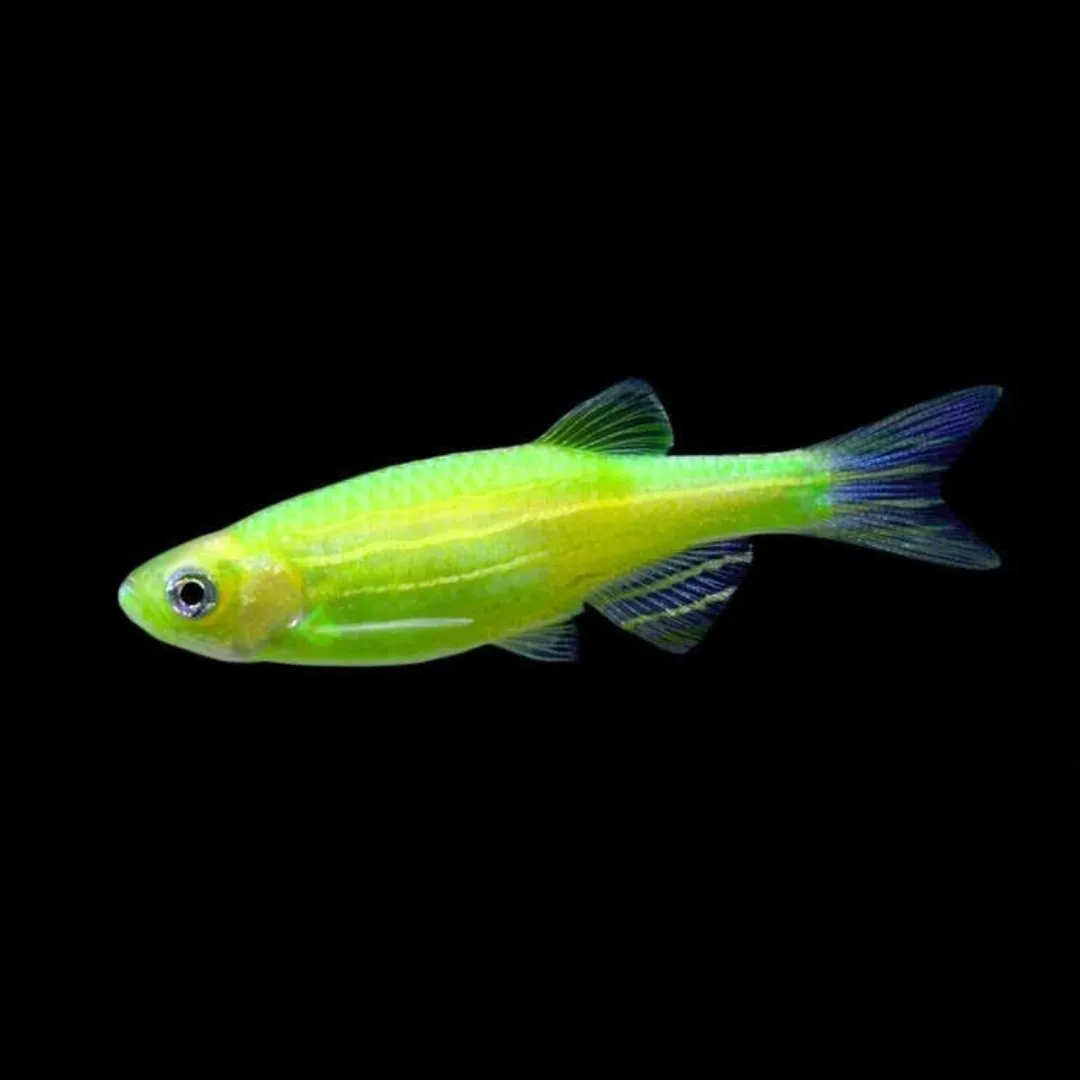 Zebra Danio Viel Tail (Green)