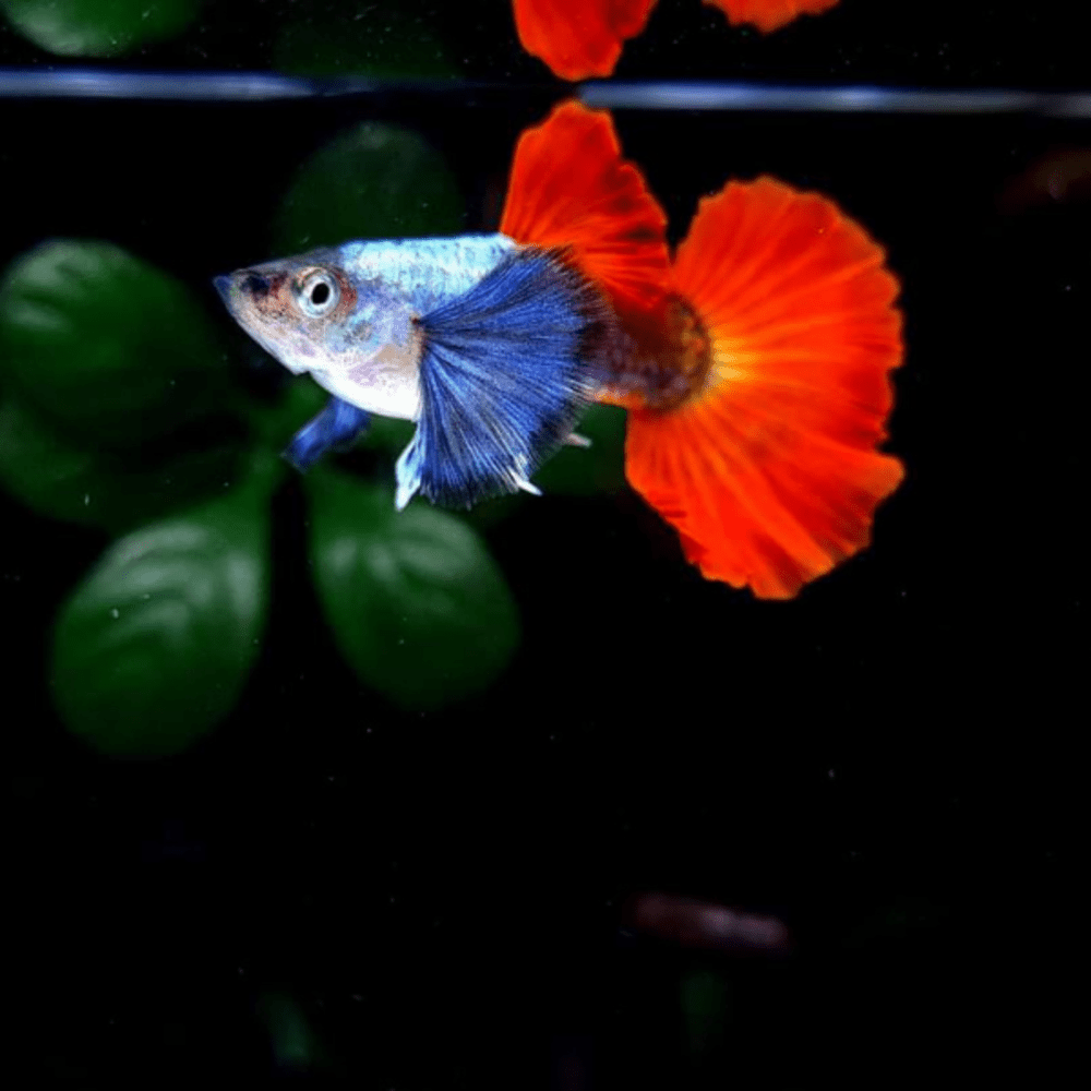 Guppy (Platinum Big Ear)