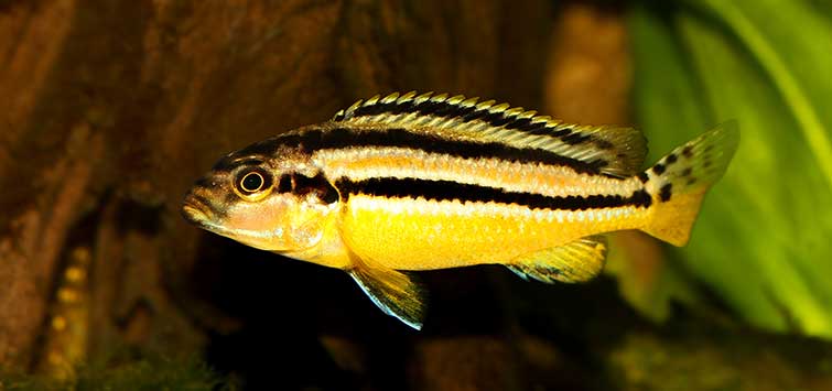 Cichlids