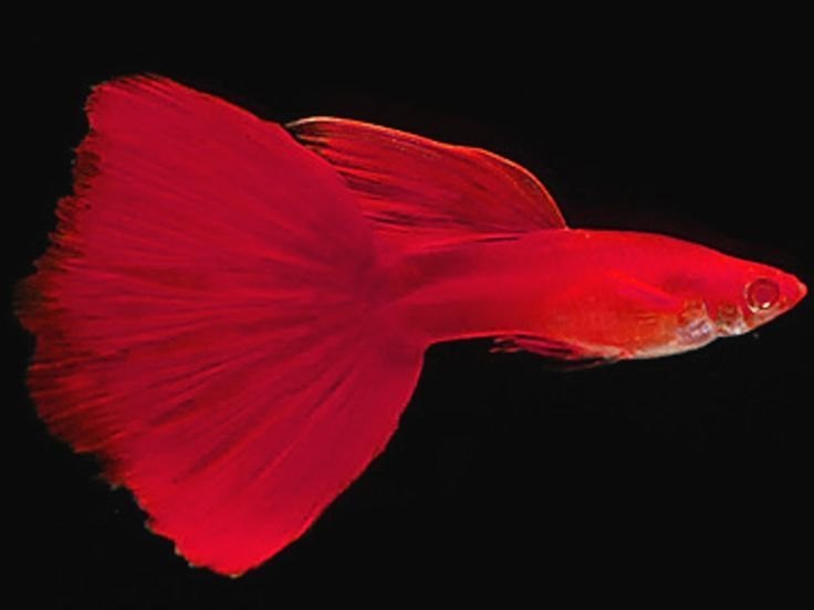 Guppy (Red Flower)